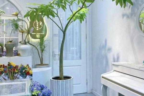 假花摆放在房屋里哪里不会影响到风水呢