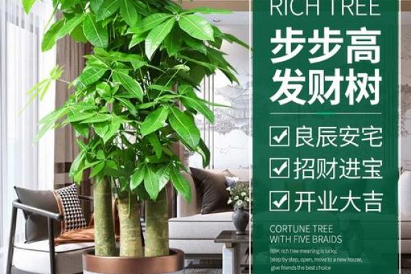 风水财运门前种树也不要种这三棵树禁忌