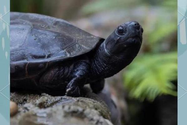 养龟风水_为什么卧室里面不能养乌龟