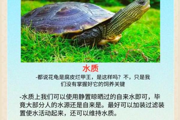 养龟风水_为什么卧室里面不能养乌龟