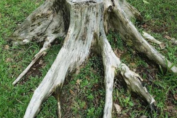 老树桩的风水