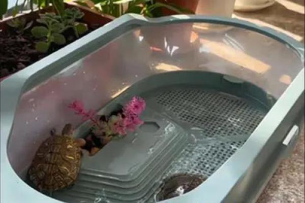 风水上养龟为什么不能养双,有这说法吗-