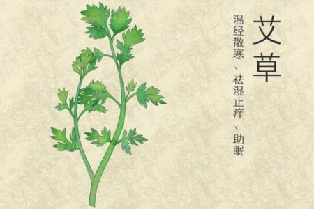 为什么艾草不能送人有什么风水说法