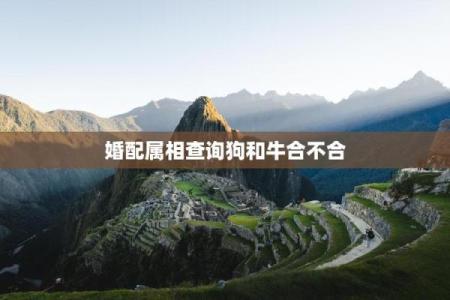 94年属狗和97年属牛八字合吗