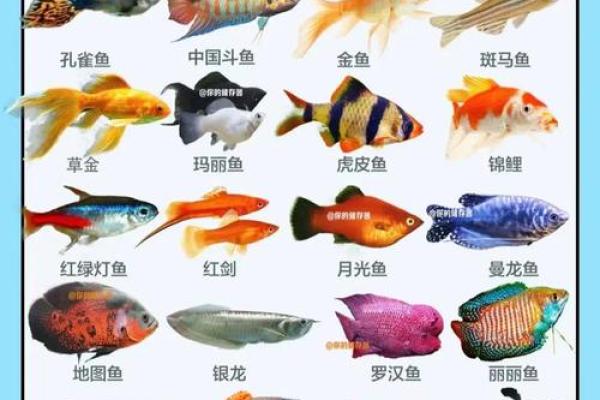 养风水鱼有什么讲究? 养风水鱼有什么讲究?