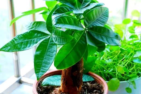 房子外种什么植物更好风水 房子外种什么植物更好风水