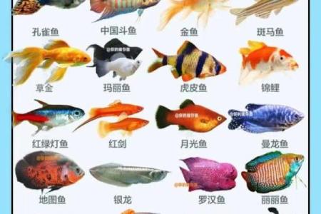 养风水鱼有什么讲究?