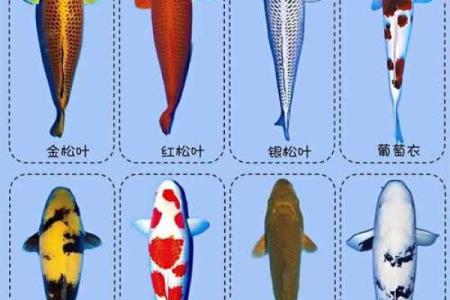 风水颜色_养鱼禁忌的颜色