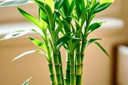 风水旺财_客厅旺财植物有哪些呢