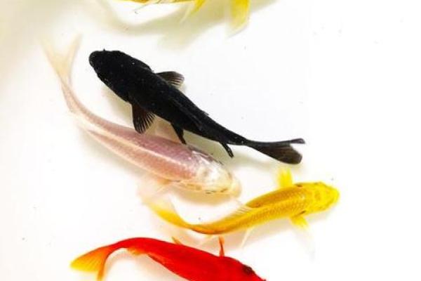 招财风水鱼的种类有哪些 招财风水鱼的种类有哪些