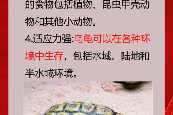 风水乌龟壳的功效与作用