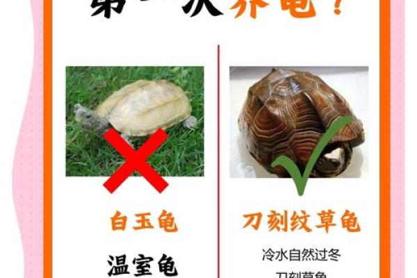 风水乌龟壳的功效与作用