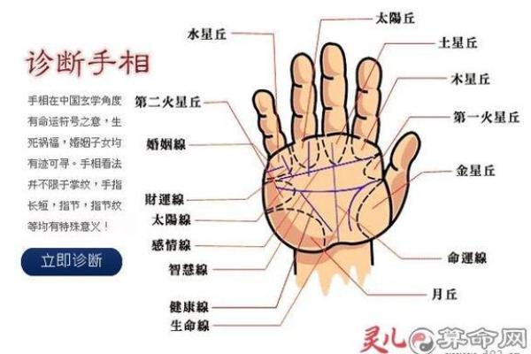 手相“影响线”算命图解