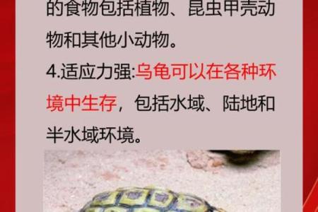 风水乌龟壳的功效与作用