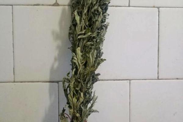 艾叶干了还能挂门上吗还有风水效果吗 艾叶干了还能挂门上吗还有风水效果吗