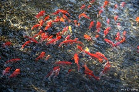 风水鱼应该养几条五行来论凶吉