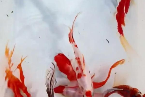 锦鲤鱼混养风水 锦鲤鱼混养风水