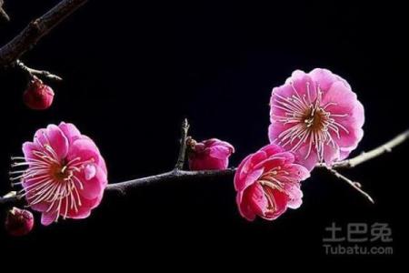 风水上家里可不可以养梅花