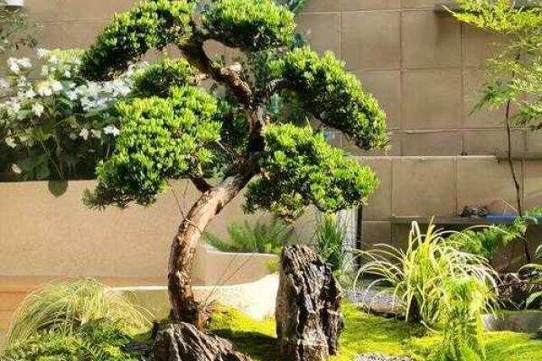 庭院风水树有哪些 庭院种什么树风水好 庭院风水树有哪些 庭院种什么树风水好