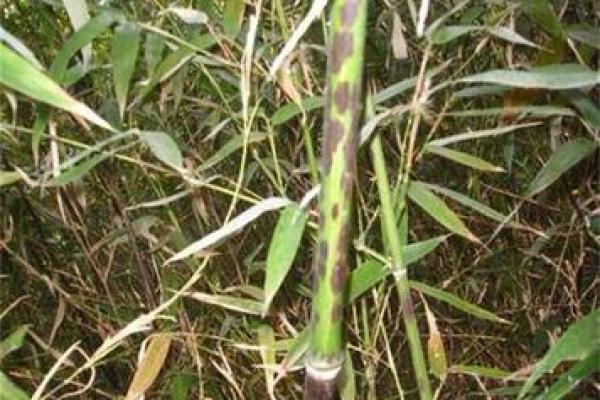 湘妃竹风水 湘妃竹风水