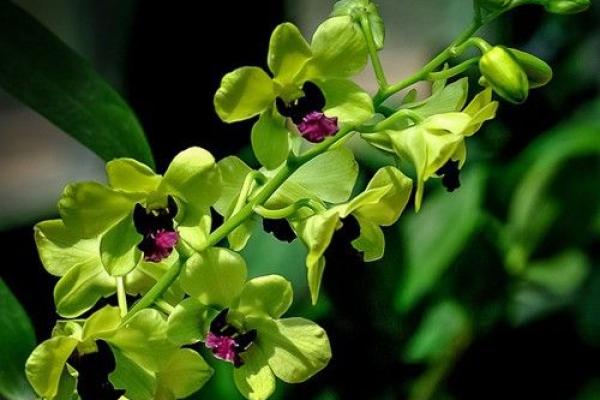 梦见瞎子算命说注意癌症 梦见瞎子算命说注意癌症