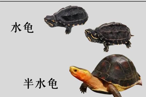 哪个生肖不宜养龟风水