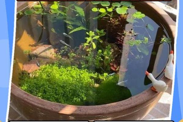 书房里摆放鱼缸养鱼这样风水会好吗