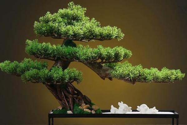 公司风水_办公室摆放迎客松盆景什么位置更佳