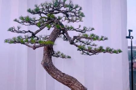 公司风水_办公室摆放迎客松盆景什么位置更佳