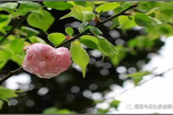 观音灵签清明正好暮春天 观音灵签清明正好暮春天