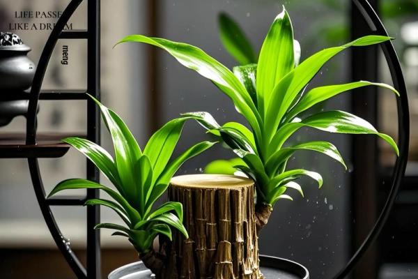 家居生活中风水植物与健康开运