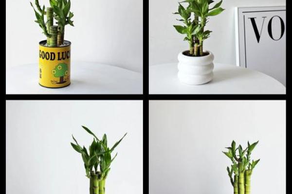 家居生活中风水植物与健康开运