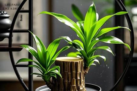 家居生活中风水植物与健康开运