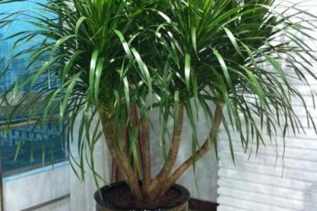 四大镇宅之树是哪四款风水树