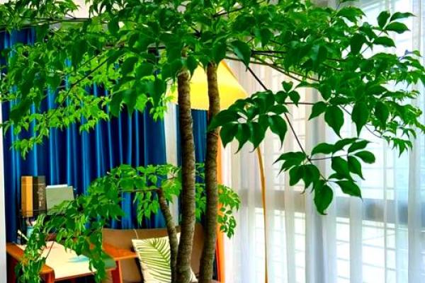 房子墙边长树风水好吗