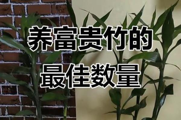 如何养殖富贵竹风水