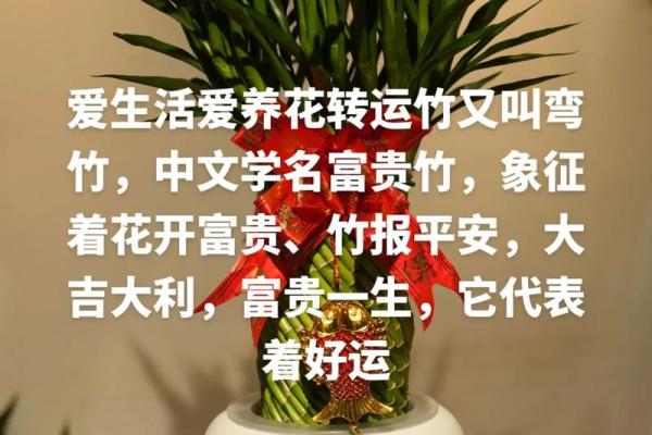 如何养殖富贵竹风水