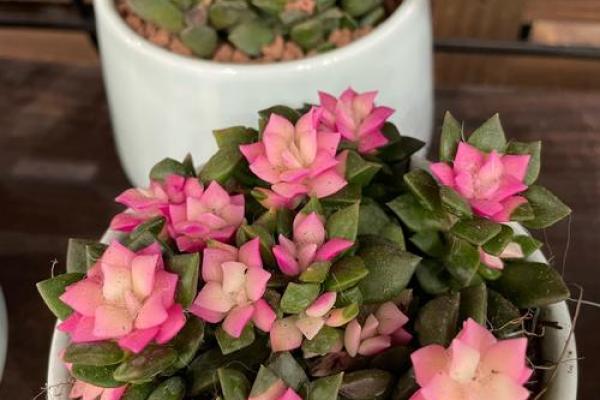 养风水锦数量 养风水锦数量