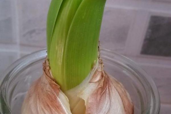 风信子免费算命 免费算命你的风信子会开吗 风信子免费算命 免费算命你的风信子会开吗