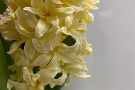 风信子免费算命 免费算命你的风信子会开吗