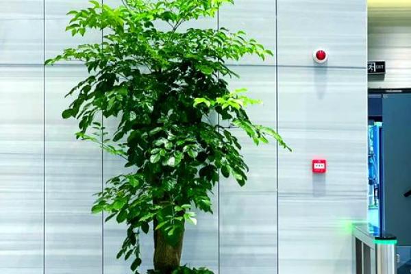 办公室摆放植物有什么风水讲究