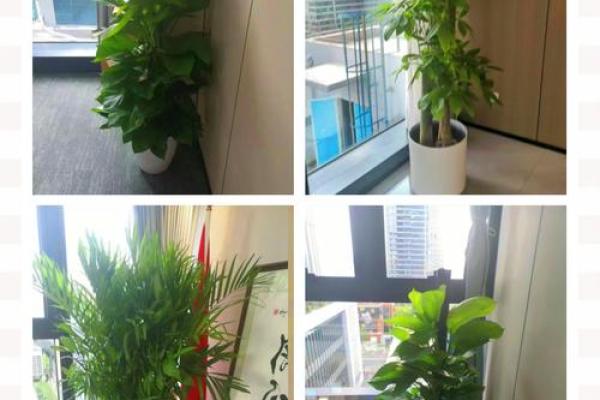 办公室摆放植物有什么风水讲究