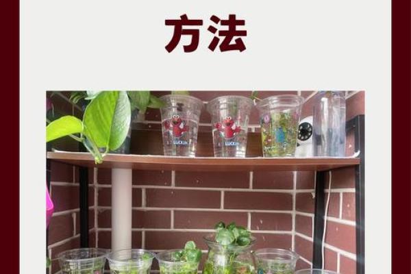 让家庭和谐青苔的风水