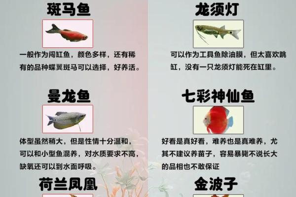 养鱼风水讲究需要注意哪些方面呢