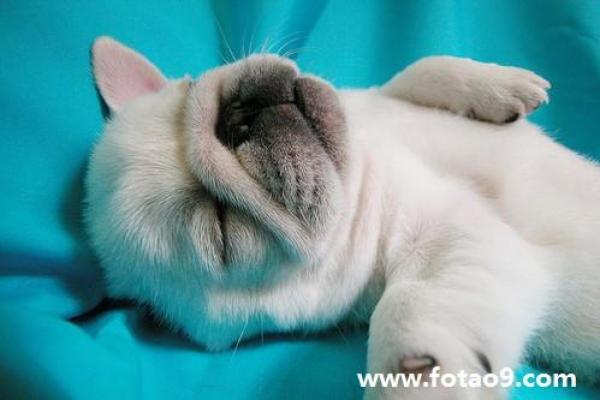 梦见老人佛滔算命