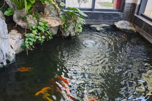 仓房养鱼风水好吗 仓房养鱼风水好吗
