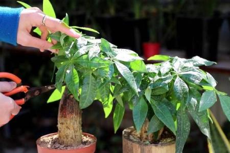 盆景风水_家里摆放什么盆景更好