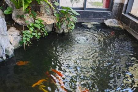 仓房养鱼风水好吗