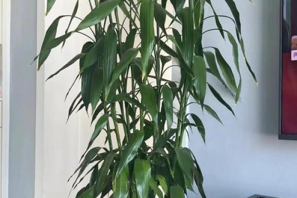 厨房招财风水也很重要 放这几种花能够招财改运