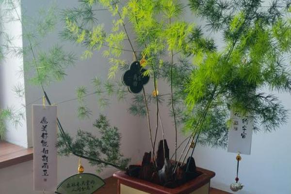 风水五行缺土怎么补土最旺摆放植物可以吗 风水五行缺土怎么补土最旺摆放植物可以吗